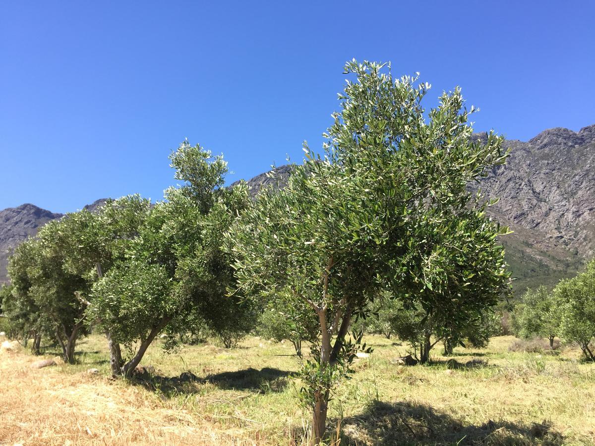 Olive Cottage 弗朗斯胡克 外观 照片